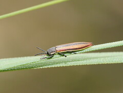 Eurispa vittata