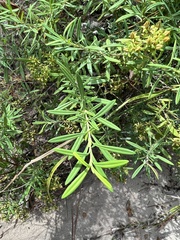 Hypericum lobocarpum