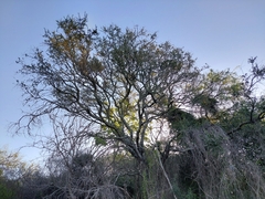 Aspidosperma quebracho-blanco