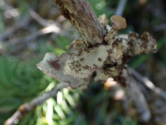 Lobarina scrobiculata