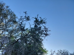 Aspidosperma quebracho-blanco