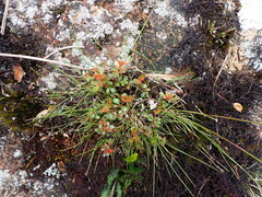 Weinmannia fagaroides