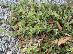 Calibrachoa parviflora