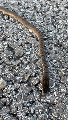 Masticophis flagellum flagellum