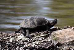 Kinosternon hirtipes