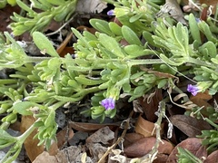 Calibrachoa parviflora