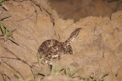 Bothrops mattogrossensis