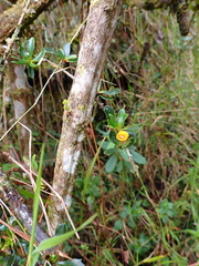 Berberis lutea