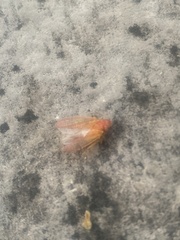 Gyponana gladia