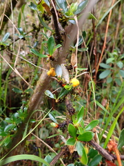Berberis lutea