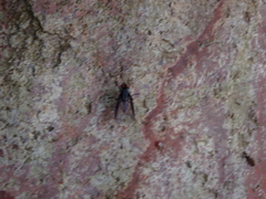 Calyptratae