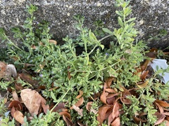 Calibrachoa parviflora