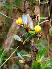 Berberis lutea