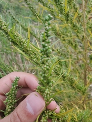 Artemisia biennis