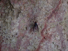 Calyptratae