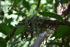 Lobaria pulmonaria