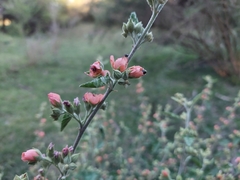 Sphaeralcea bonariensis