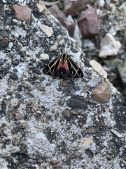 Apantesis parthenice