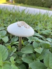 Chlorophyllum molybdites image