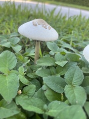 Chlorophyllum molybdites image