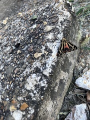 Apantesis parthenice