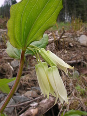 Prosartes smithii