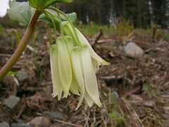 Prosartes smithii