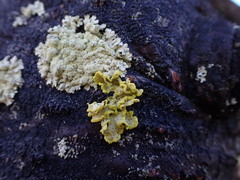 Vulpicida canadensis