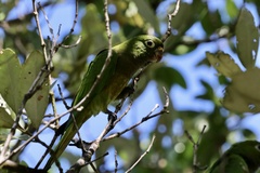 Eupsittula nana