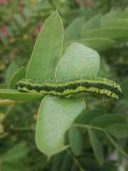 Phoebis philea philea