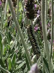 Danaus plexippus plexippus