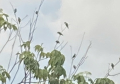 Brotogeris jugularis