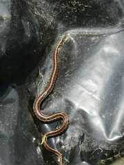 Thamnophis