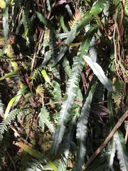 Blechnum patersonii