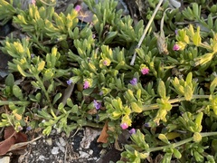 Calibrachoa parviflora