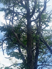 Stryphnodendron adstringens