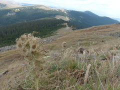 Cirsium funkiae