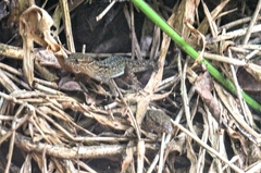 Gymnodactylus darwinii