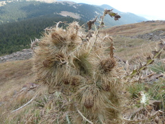Cirsium funkiae
