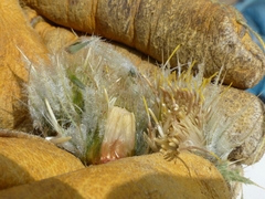 Cirsium funkiae
