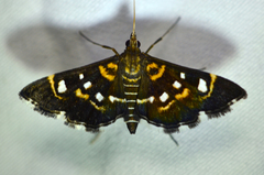 Diathrausta harlequinalis
