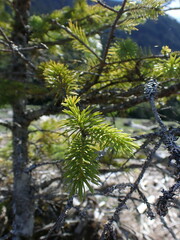 Picea sitchensis