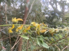 Crotalaria pallida