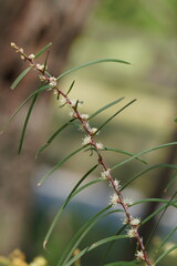 Hakea ulicina