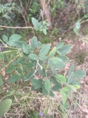 Crotalaria pallida