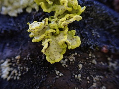 Vulpicida canadensis