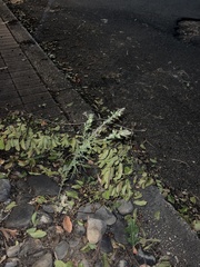 Erigeron bonariensis
