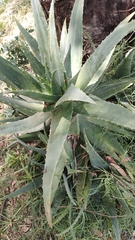 Aloe vera