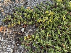Calibrachoa parviflora