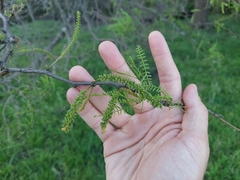 Prosopis